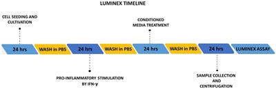 The role of primed and non-primed MSC-derived conditioned media in neuroregeneration